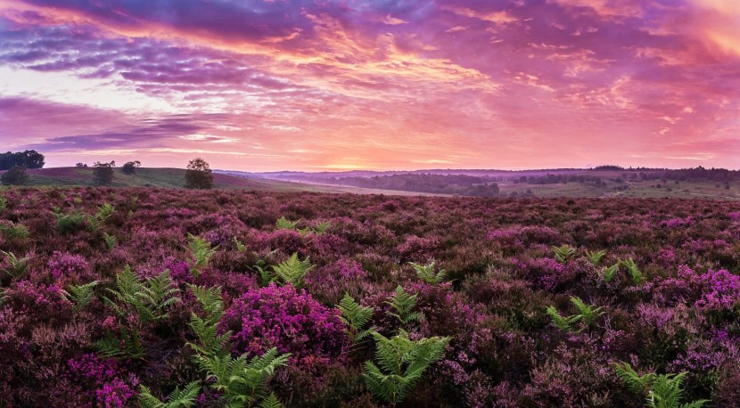 Heather at Ibsley and Rockford Common by Pete Humphry 